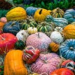 Nutritional value of vegetables for Humans