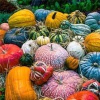Nutritional value of vegetables for Humans