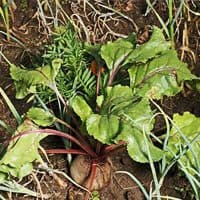 You Can Do Organic Vegetable Gardening At Home