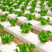 The Secret Of Different Vegetable Garden Ideas