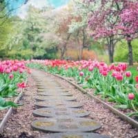 Vegetable Gardening Tips At Your Backyard