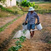 Watering of Your Vegetable Organic Garden Tips