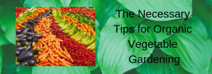The Necessary Tips for Organic Vegetable Gardening