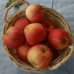 apple basket