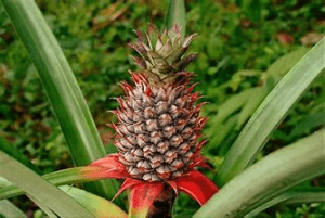 pineapple