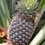 one pineapple